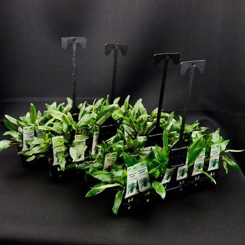 Plant package Cryptocoryne 4x5 pc.